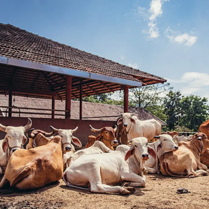 Goushala(Cow shed)
